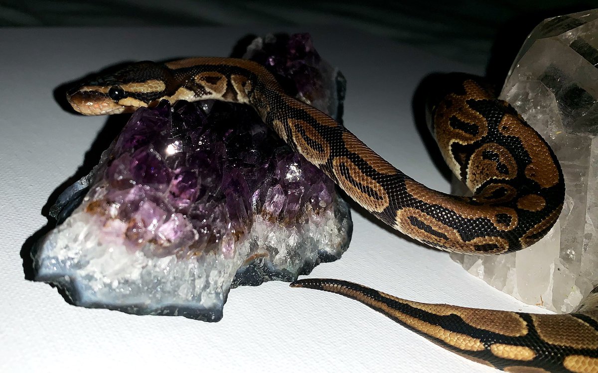 Parsel19's tweet image. Got some new shots 😍🐍 mom tells me I’m a model #snake #ballpython #ballpythonoftwitter #ballpythons