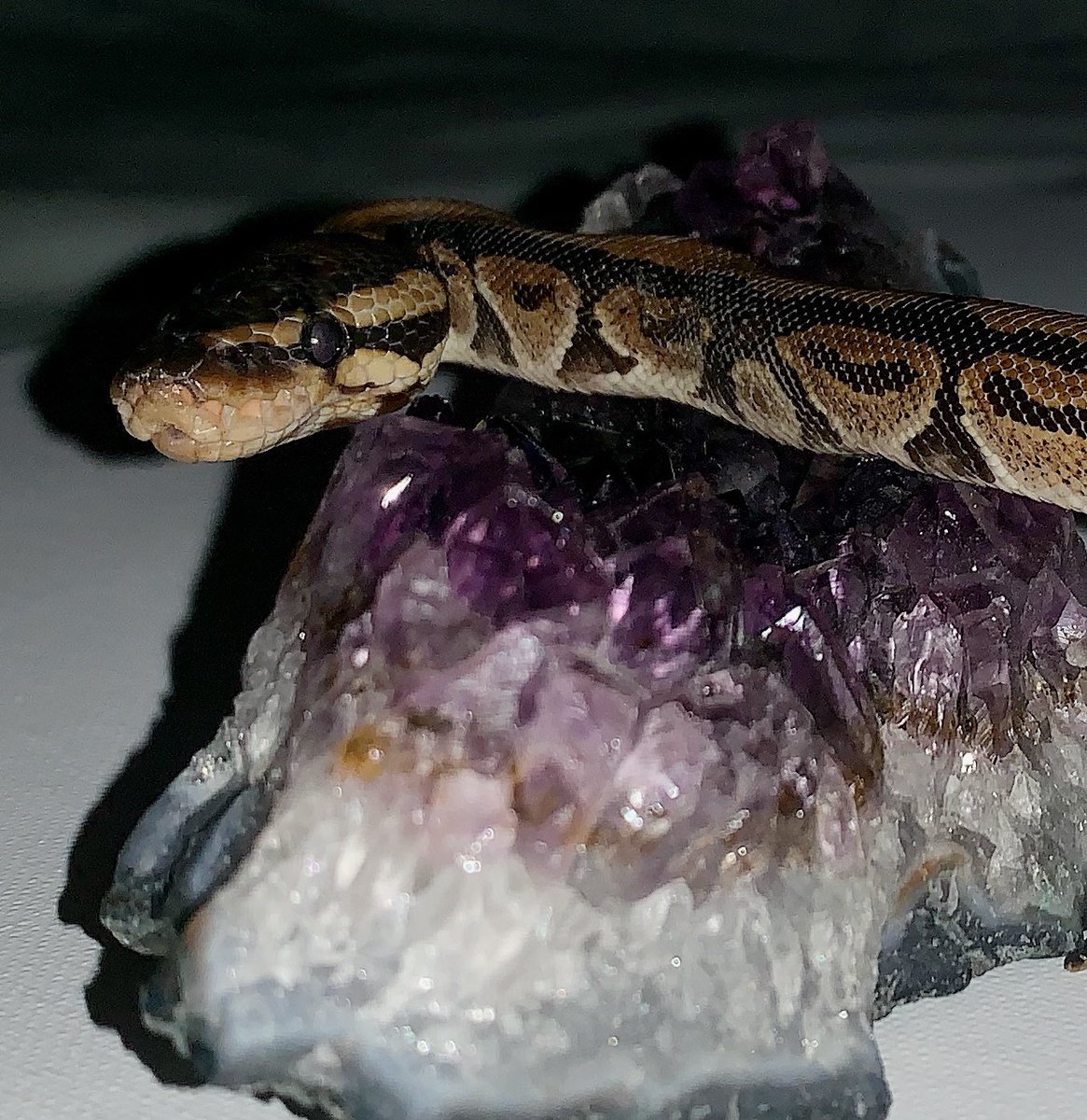 Parsel19's tweet image. Got some new shots 😍🐍 mom tells me I’m a model #snake #ballpython #ballpythonoftwitter #ballpythons