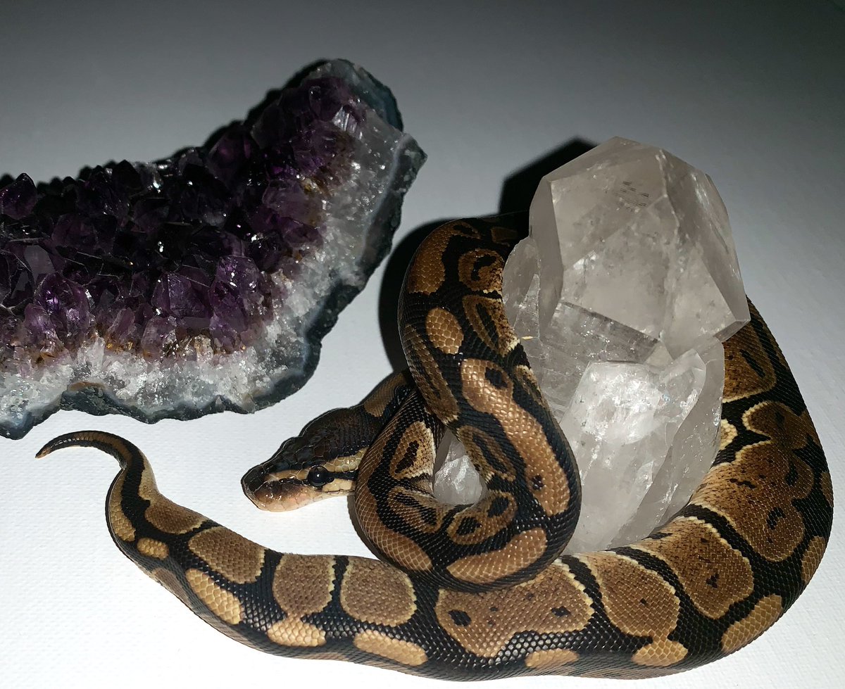 Parsel19's tweet image. Got some new shots 😍🐍 mom tells me I’m a model #snake #ballpython #ballpythonoftwitter #ballpythons