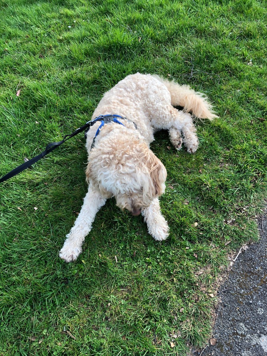 Bob Doodle and Lucy pup tweet media