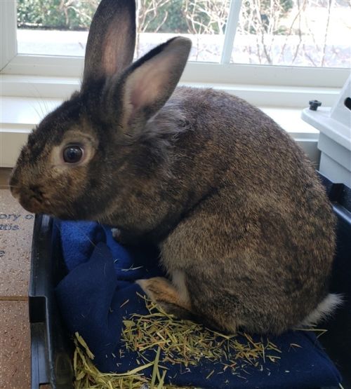 CutePetsPtown's tweet image. Howdy! I am Rudolph, a male Rex rabbit. #Rexrabbit #rabbit #Portsmouth petfinder.com/petdetail/4426…