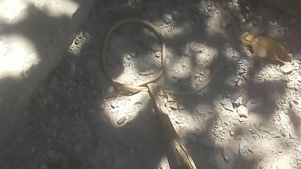 Jose Mariscal (@josemar78482072) on Twitter photo 