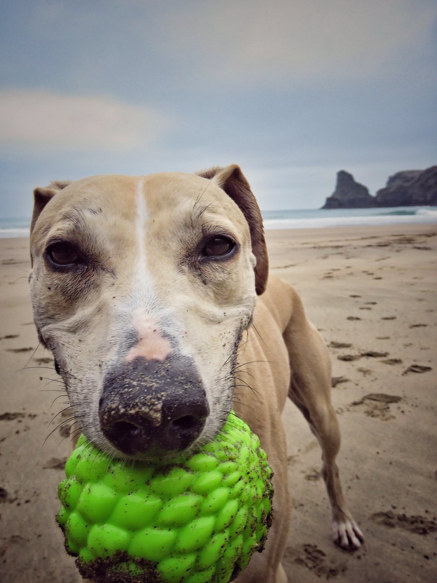 oldcrofthouse's tweet photo. Holidays are exhausting...
#borntorun #ukholiday #beachfun #cornwall #coast #bedruthansteps #carnewas #bossineyhaven #untilthenexttime @JohnBrayHoliday  
#portissac #dogtired #lurcher #backhome #bedandbreakfast #kirkbystephen #cumbria #perfectplace #sundaynap https://t.co/lwdO5ksyel