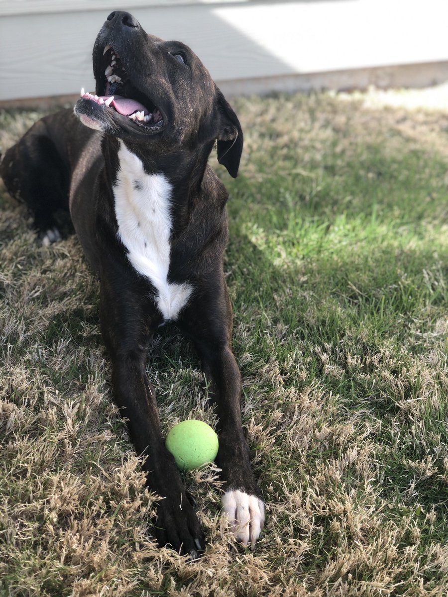 Sam__Rushing's tweet photo. Backyard hang session. #furbaby #daddysgirl https://t.co/4KlVV75tpV