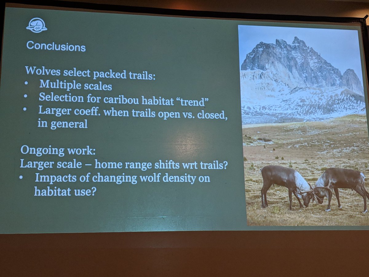 kate_sciart's tweet photo. Supporting evidence that trail closures in Jasper can help reduce wolf use of caribou habitat. Insights from Lalenia Neufeld @ParksCanada #ACTWS19 https://t.co/DaFa2sU1uP