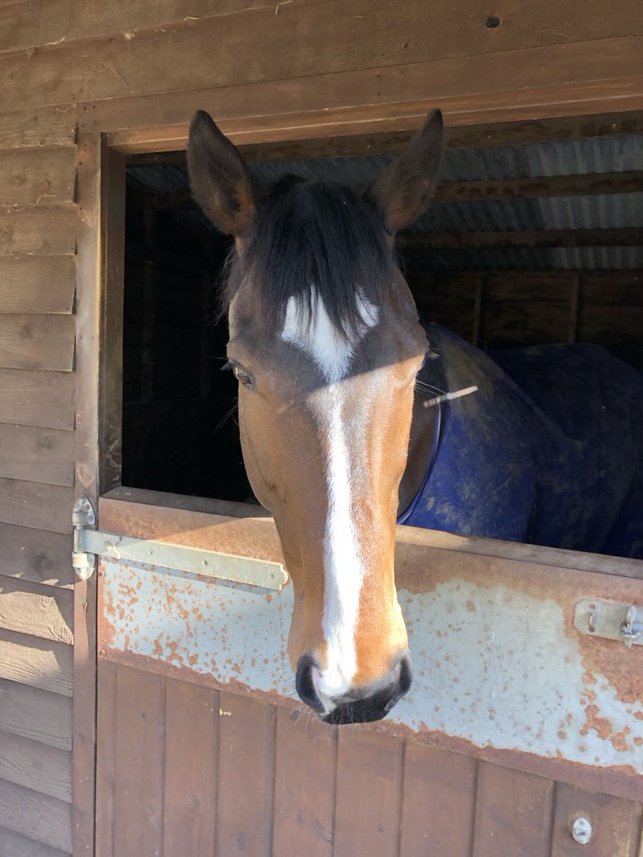MbdDressage's tweet photo. The new boy that’s arrived for training, the gorgeous Steve!!! Isn’t he lovely! Can’t wait to really start working with this boy this week!

#dressage #dressagetraining #horsesofinstagram #exracehorse https://t.co/fYPKCFpmp8