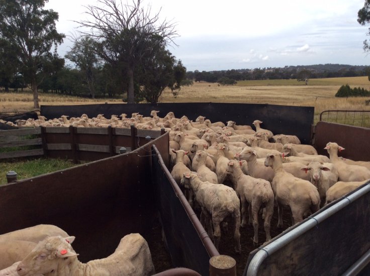 Our history of delivering impact to industry will be captured for all to enjoy in the soon-to-be-released book, Sheep CRC: The Story – Transforming wool, meat and the sheep that produce them 2000-2019. ow.ly/tlEF30o8VH7 #sheep #sheepcrcfc <a href="/SheepProducers/">Sheep Producers Australia</a> <a href="/AGBU_GENE/">AGBU_GENE</a>