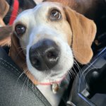 Photo by Penelope the Hound (@penelopehound)