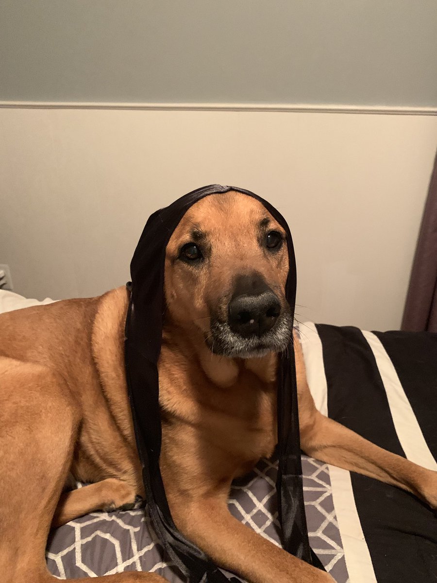 SamSaigh_'s tweet photo. Leaving this here so y’all can enjoy these pics of my dog wearing a durag😂😂😭 https://t.co/TXHQvXbEHH