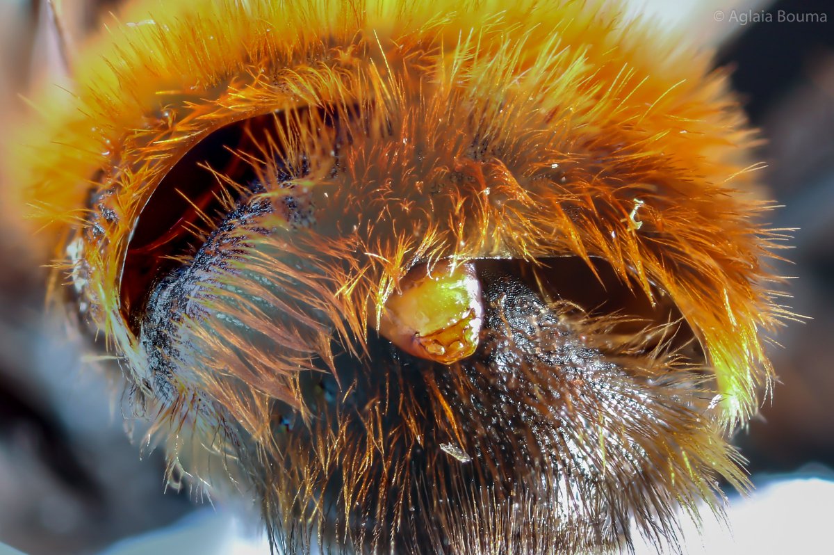 AglaiaBouma's tweet photo. Dit vosje (Andrena fulva) bleek geparasiteerd door 3 waaiervleugeligen: 2 uitgevlogen mannen (waar de gaten zitten) en 1 vrouw (dat interessante wezen zonder ogen en pootjes in het midden). 😊 #Strepsiptera #Stylops @hans_pohl https://t.co/uKgOoLuUSr
