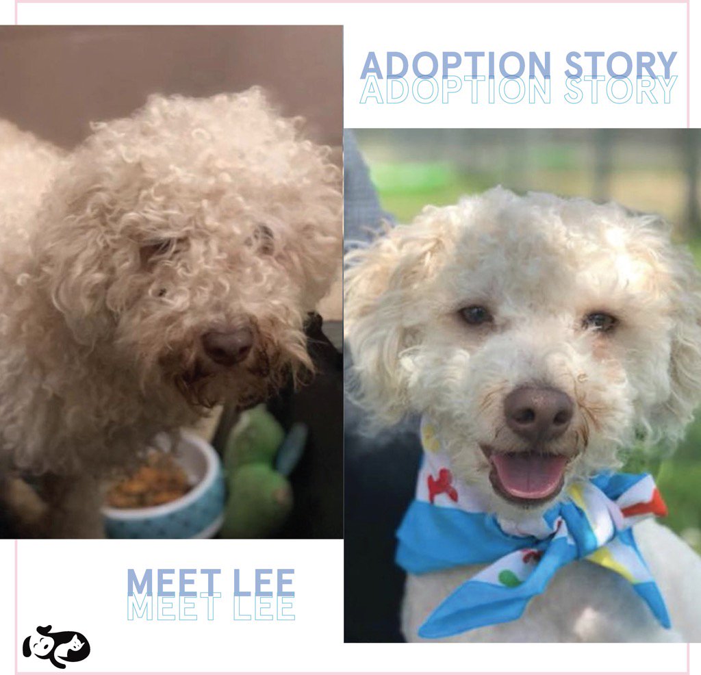oppawtunity's tweet photo. This is Lee - A one year old Poodle who was abandoned in a parking lot with a notice to be taken a shelter. Thankfully an animal shelter did find him, took him in and two days later two different families were eager to give him a home! (Insider) #oppawtunity #adoptdontshop https://t.co/N7Z97oDkDX