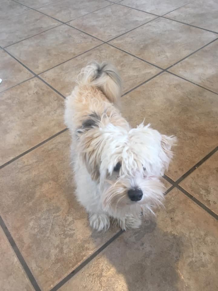 FSHS Golf tweet media