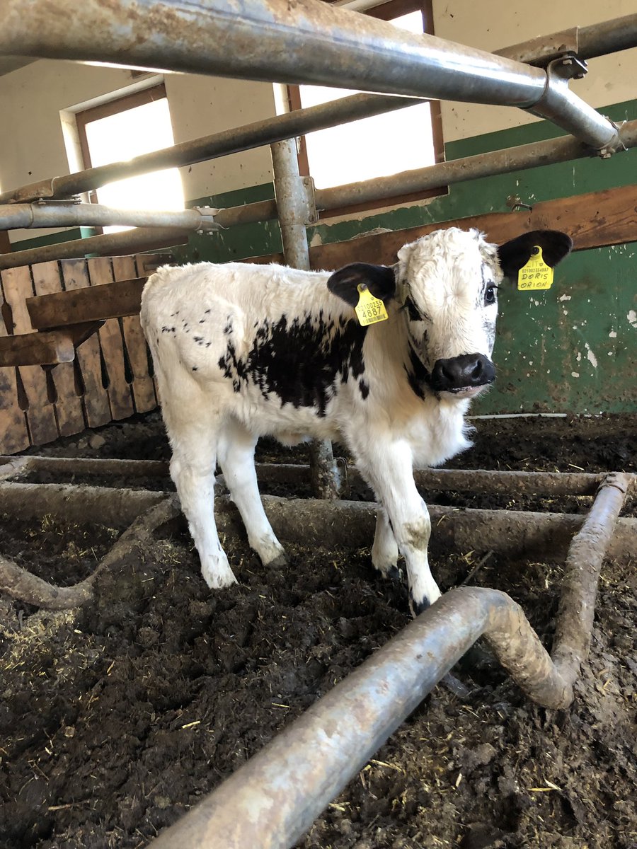 philippburgerfw's tweet photo. Hallo Doris... (lustig, du heißt wie meine EX, also die erste Jugendliebe😂). Willkommen in unserer Tölzlhof- Herde, mit dir fängt also alles an. Du bist die allererste die jetzt in mein Herdebuch kommt. Auf, dass du, wenn du mal groß bist, gute Kälber in die Welt setzen wirst. https://t.co/pMbPKdck29