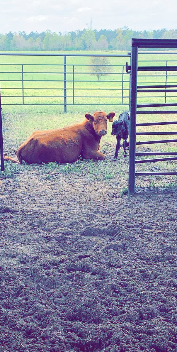 JessicaFenchock's tweet photo. Calving season is the best season ❤️❤️❤️ https://t.co/amI2qi81oT