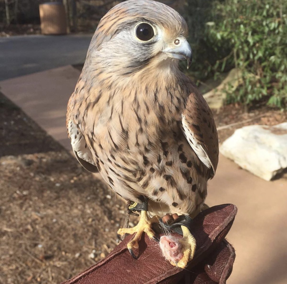 Mouse head was this #EurasianKestrel’s favorite snack. 

But here’s something cool: Ever stick your head out of a moving car and find that it’s hard to breathe? 

Well, that little dot (baffle) inside their nostrils allows them to breathe normally during high-speed dives. #Falcon