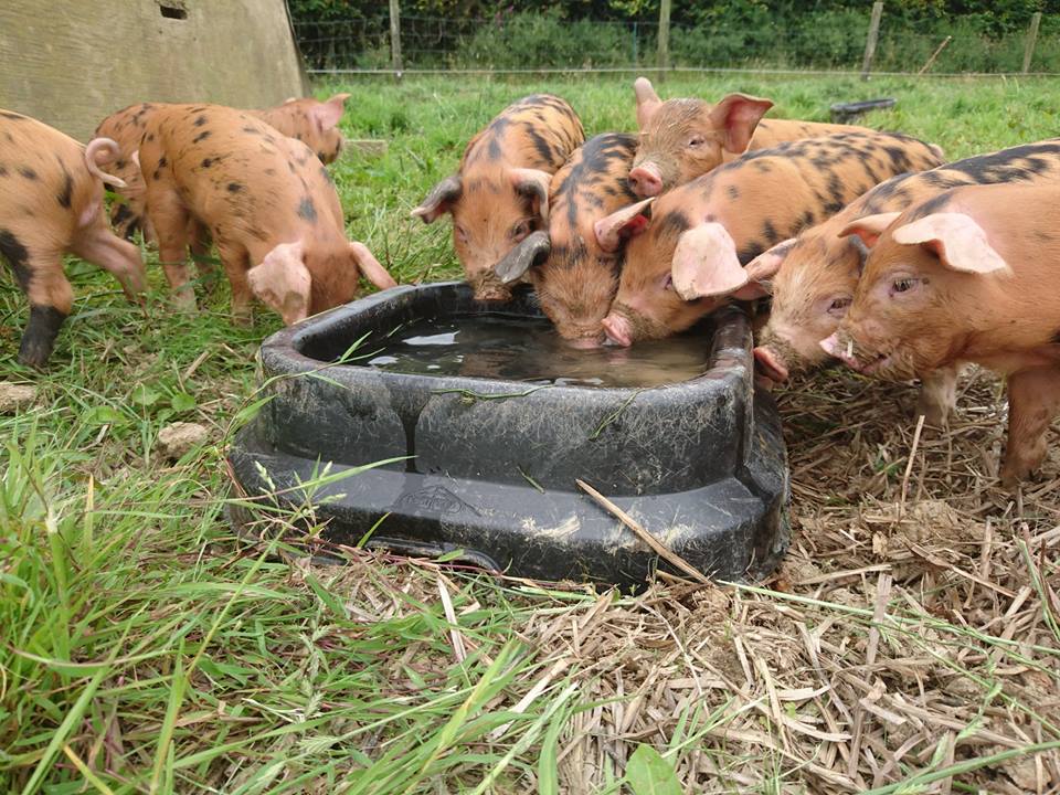 OxfordPig's tweet photo. It's Spring &amp; Summer is coming.  Would you like to be apart of our most successful Group, we enthuse, inspire &amp; educate our members. We are active holding talks &amp; events. We support &amp; work with schools. Promote &amp; support the @BritishPigAssoc Come &amp; be a Friend &amp; support us https://t.co/zZHzlGcoO0