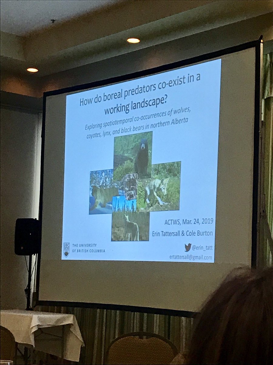 joburgar's tweet photo. @erin_tatt suggests that single species management has implications for the #predator community #ACTWS19 #cstws19 @ubcforestry https://t.co/SzR6mPUzrw