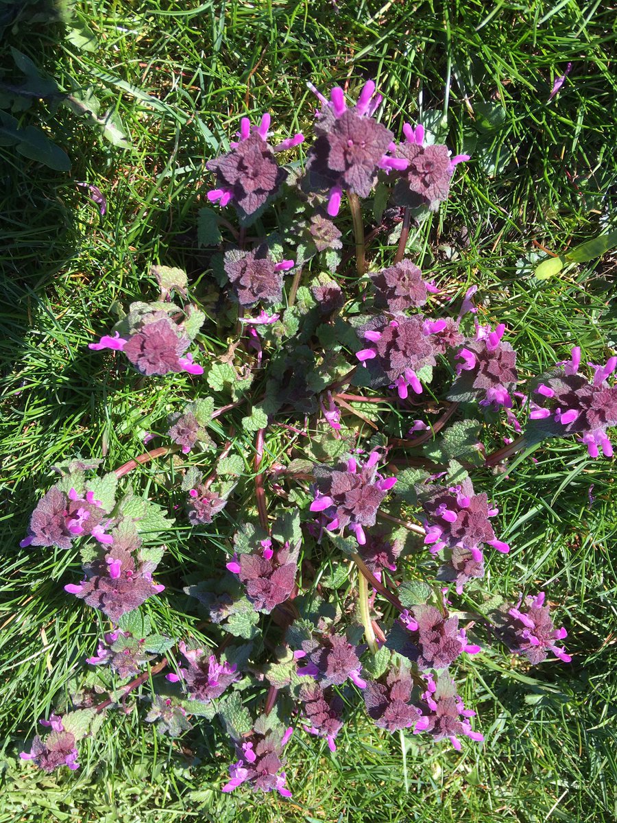 FloralRainbowAW's tweet photo. Red dead nettle, Daisies &amp; Common field speedwell looking beautiful in the sunshine today #Hilton for #wildflowerhour https://t.co/iqq00td6Pz