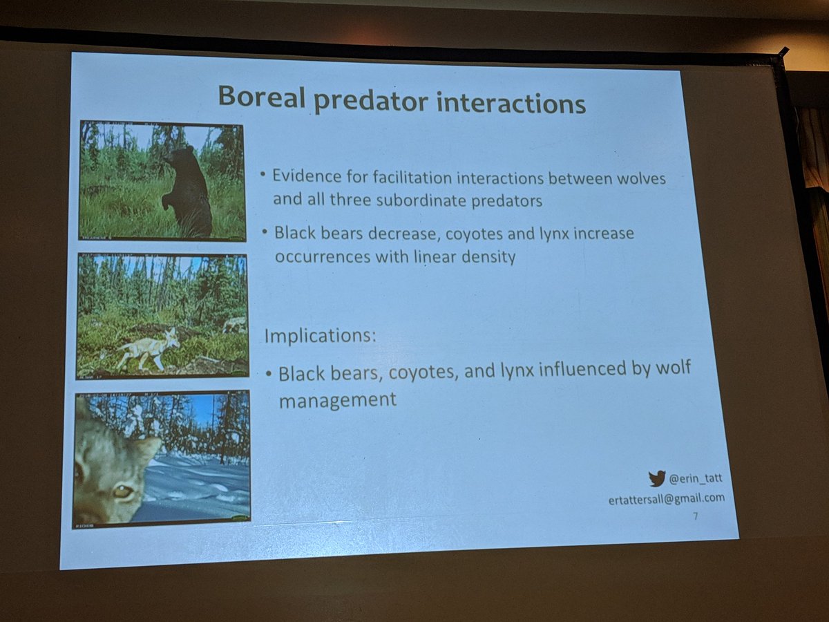 kate_sciart's tweet photo. Evidence from @erin_tatt of facilitation interactions between wolves and other predators on linear features. Mechanism unknown, but could relate to scavenging #ACTWS19 https://t.co/bqHB0v33Hx