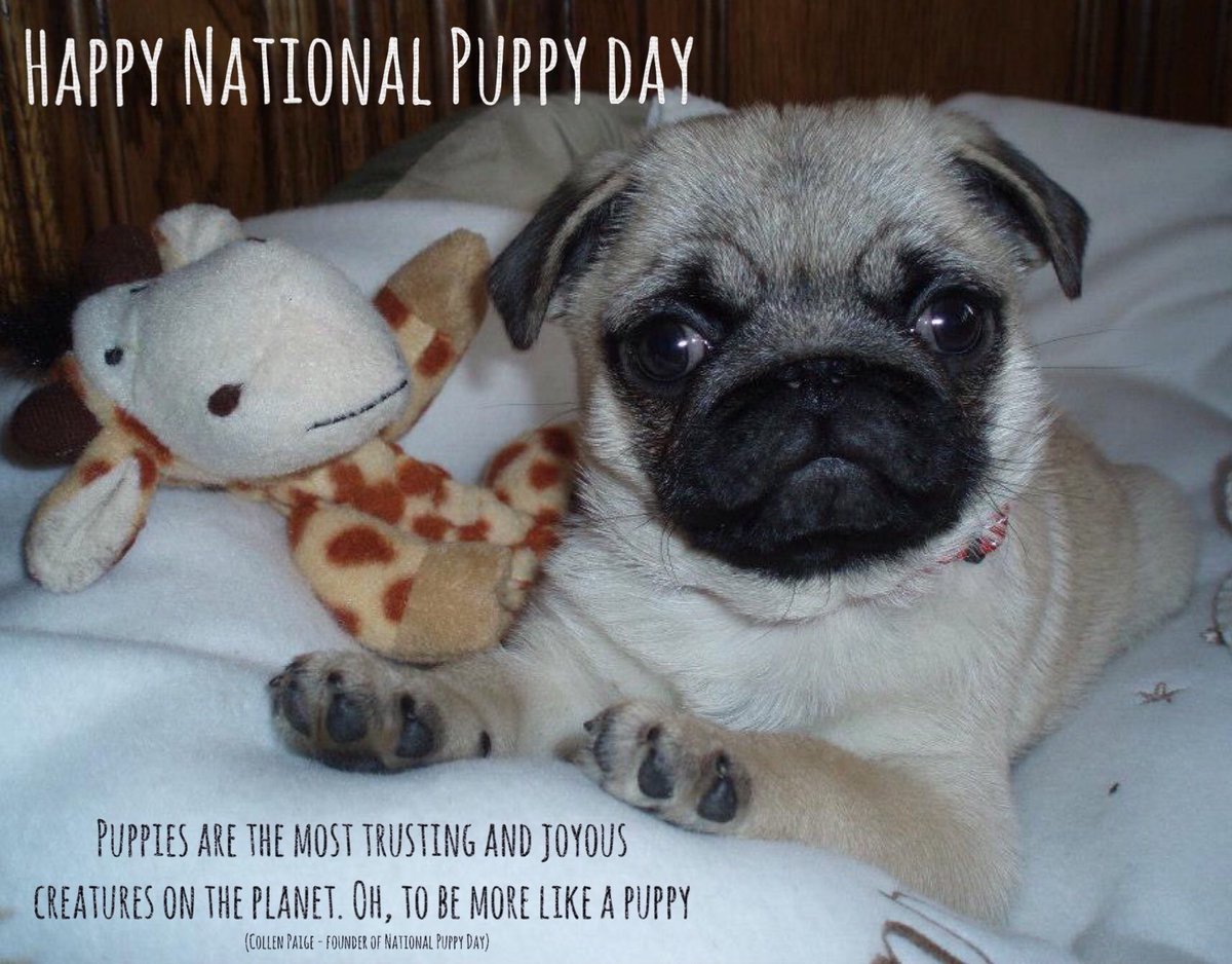 DGjertrud's tweet photo. Happy Puppy Day ❤️❤️❤️ https://t.co/Jbq1OwaXbS