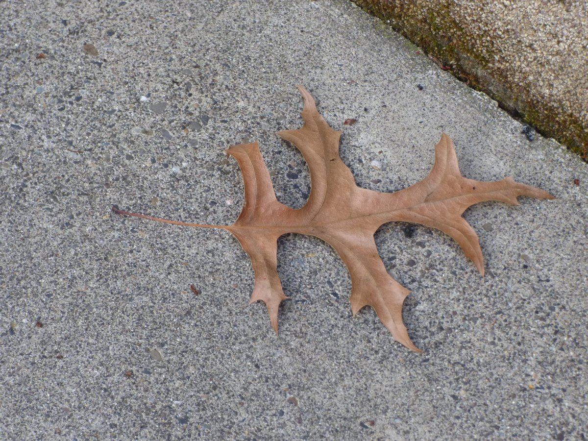 TravelerWeekend's tweet image. The forgotten #Autumn leaf . . .  

#StreetPhotographer #DayTrippingPortland  @DayTrippingPort
#Travel daytrippingportland.com via @DayTrippingPort