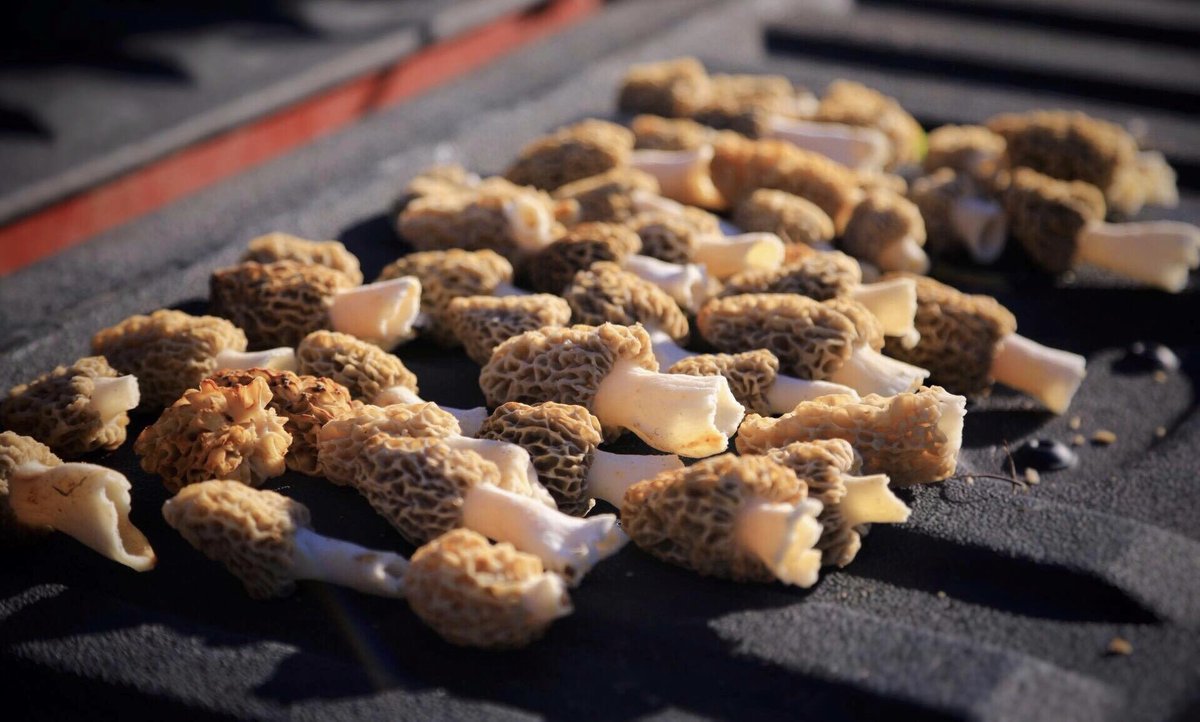 🦃 birds aren’t the only thing I’m looking forward to... 😬
.
.
.
#morels #mushroomhunting #gold #mushrooms #tailgating #tailgateparty #iamsportsman #whatgetsyououtdoors #delicious #friedmushrooms