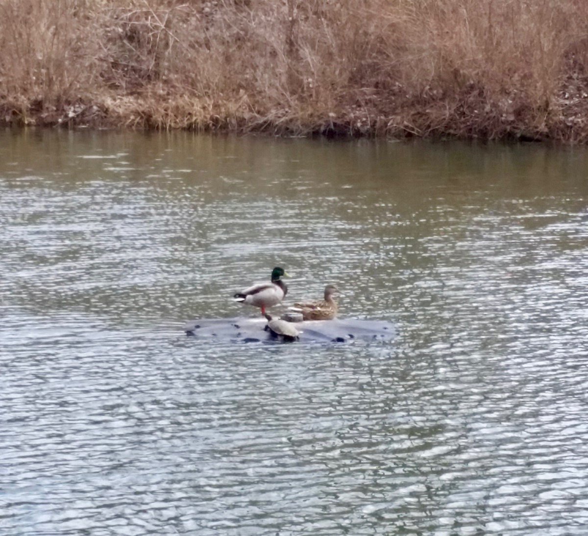 MJWilson_Writes's tweet photo. A Mallard, Turtle, and Domestic Duck walk onto a rock... https://t.co/luh10TvmZO