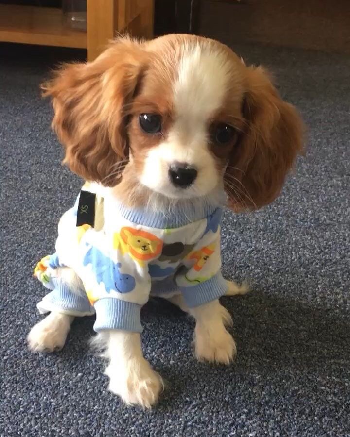 Slimthetruth's tweet photo. I want a fur baby..... https://t.co/cxz2fPxGrx