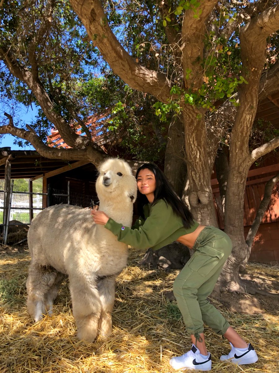 KristaSantiago's tweet photo. 💗🦙 https://t.co/54pM8cgiiK