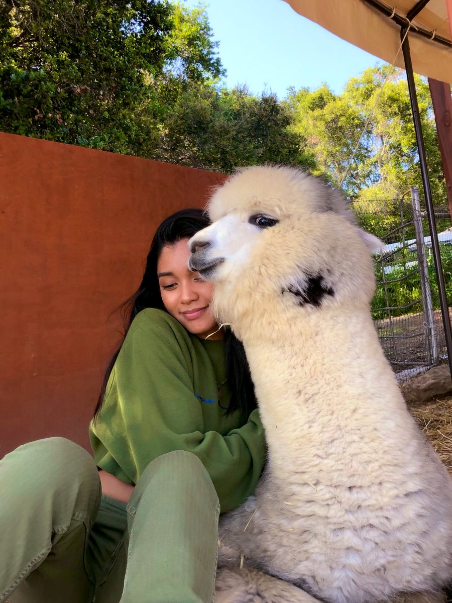 KristaSantiago's tweet photo. 💗🦙 https://t.co/54pM8cgiiK