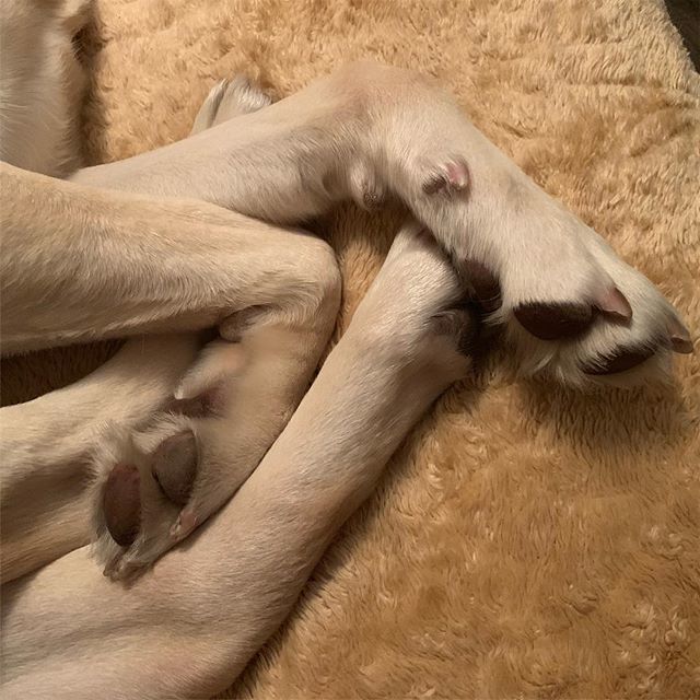 BasketMCGaming's tweet photo. Pile of paws #dog https://t.co/tCEpzEdYao https://t.co/33emQrFXZh