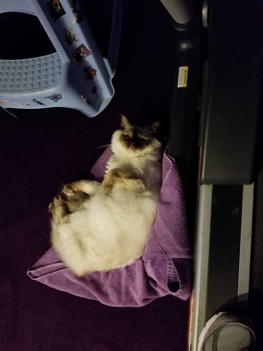 garykirsh's tweet photo. @bestcataccount https://t.co/FPlpLBuzGT