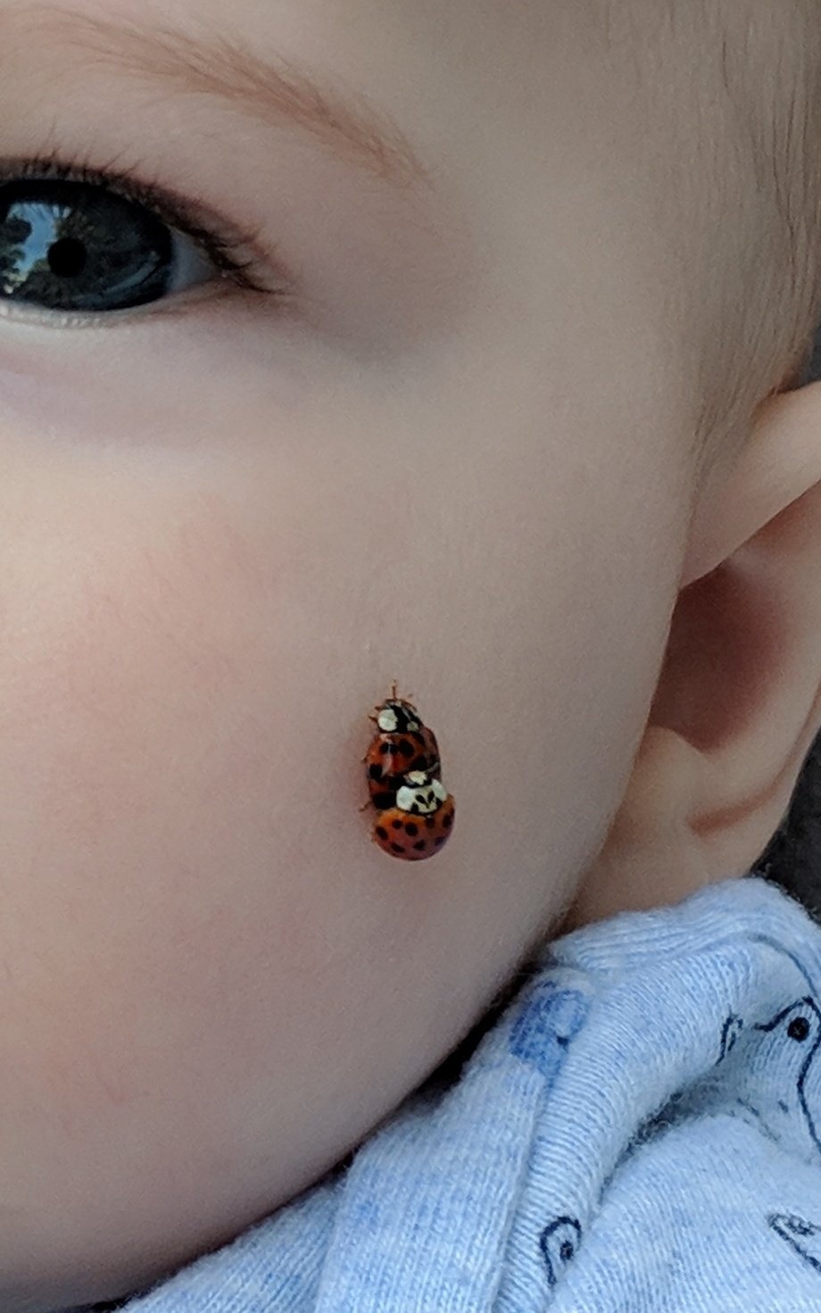 Joel Rubin On Twitter If It S Lucky When A Ladybug Lands On You What Is It When 2 Ladybugs Are Humping On Your Baby S Face