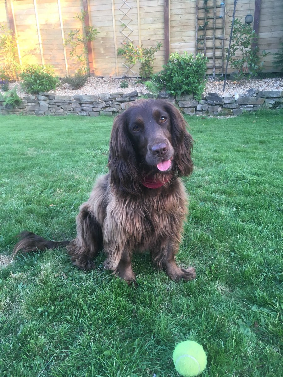 freyawoodhall's tweet image. 28 weeks since I last saw Willow. 196 days of heartbreak, tears, headaches, upset &amp;amp; looking for her. She is out there somewhere. Please share, please RT  #letsgetwillowhome #findwillow #checkmychip #ScanMe #PetTheftReform #PetTheftAwarenessWeek