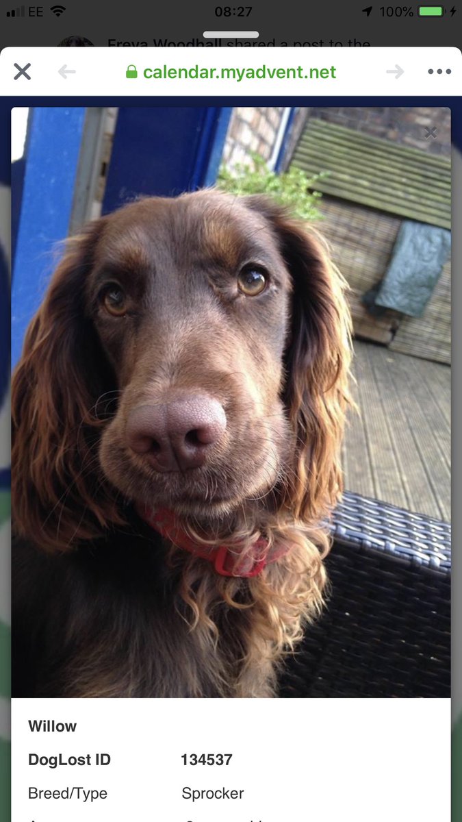 freyawoodhall's tweet image. 28 weeks since I last saw Willow. 196 days of heartbreak, tears, headaches, upset &amp;amp; looking for her. She is out there somewhere. Please share, please RT  #letsgetwillowhome #findwillow #checkmychip #ScanMe #PetTheftReform #PetTheftAwarenessWeek