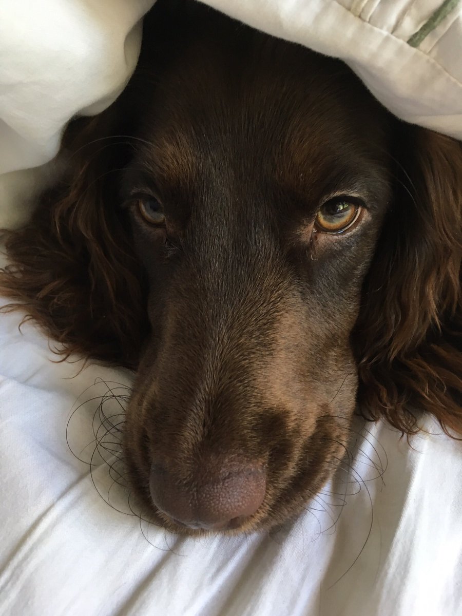 freyawoodhall's tweet image. 28 weeks since I last saw Willow. 196 days of heartbreak, tears, headaches, upset &amp;amp; looking for her. She is out there somewhere. Please share, please RT  #letsgetwillowhome #findwillow #checkmychip #ScanMe #PetTheftReform #PetTheftAwarenessWeek