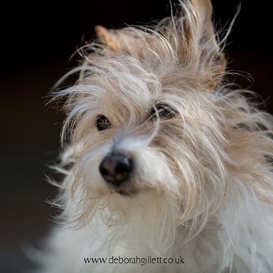 DGillettPhoto's tweet photo. Week 12 of my #photoaweek challenge has just been posted on my website: https://t.co/u1cZJze6QJ
#photography #petphotography #canon5dmarkiii https://t.co/6o3M2WJt7S