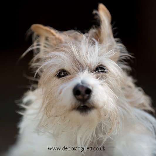 DGillettPhoto's tweet photo. Week 12 of my #photoaweek challenge has just been posted on my website: https://t.co/u1cZJze6QJ
#photography #petphotography #canon5dmarkiii https://t.co/6o3M2WJt7S