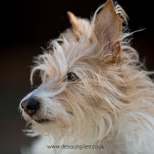 DGillettPhoto's tweet photo. Week 12 of my #photoaweek challenge has just been posted on my website: https://t.co/u1cZJze6QJ
#photography #petphotography #canon5dmarkiii https://t.co/6o3M2WJt7S