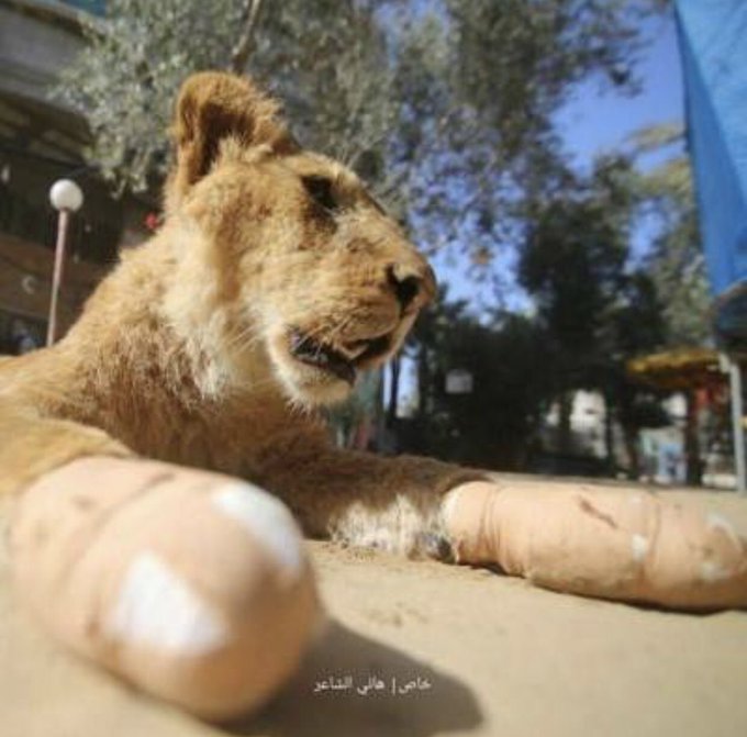 Ver imagen en Twitter