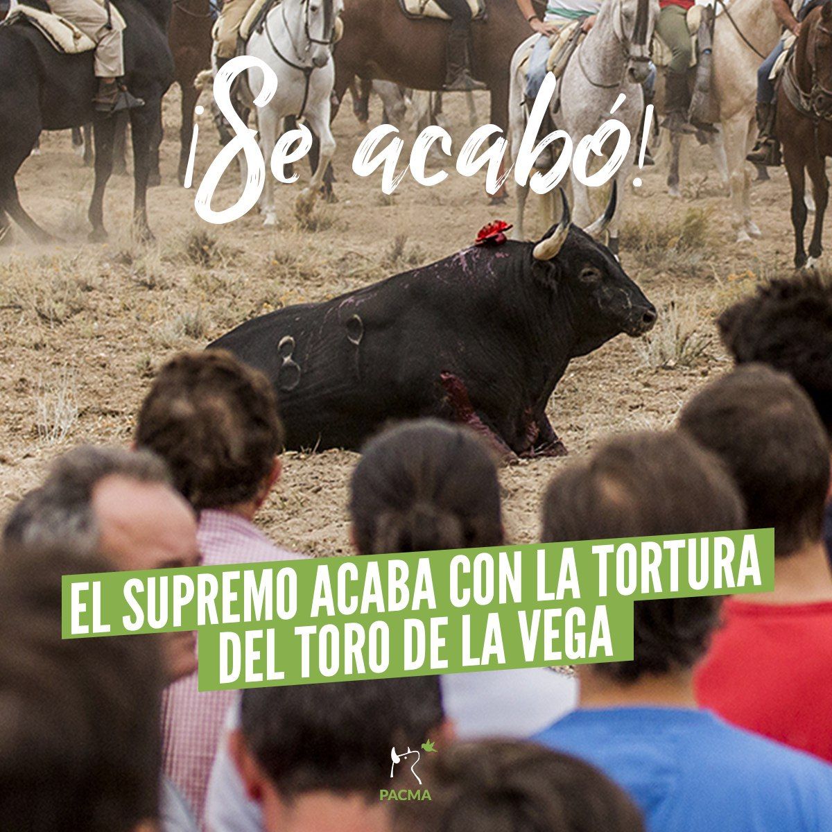 PartidoPACMA's tweet photo. 🌙  Cerramos una semana histórica con el adiós definitivo al Toro de la Vega. El Supremo ha prohibido definitivamente el alanceamiento y la muerte del animal tras años de lucha y de movilizaciones sociales y legales.

Ya no hay vuelta atrás, ¡el Toro de la Vega es historia! 💚 https://t.co/vuqIcTn6AX