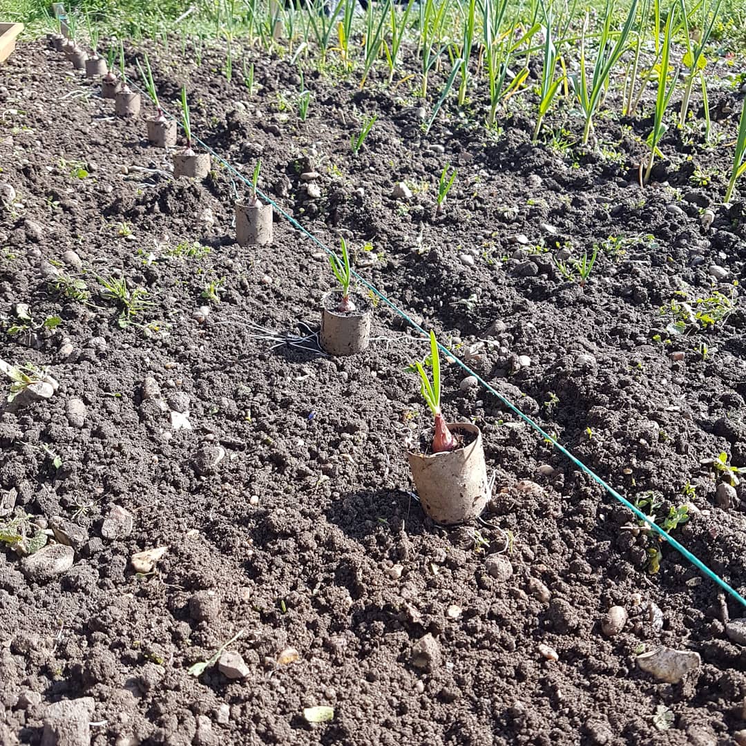 This season I have started my onion sets off in half toilet rolls lets see how it works out #allotment #gardening #vegtables #veg #fresh #thegoodlife #edible #onion