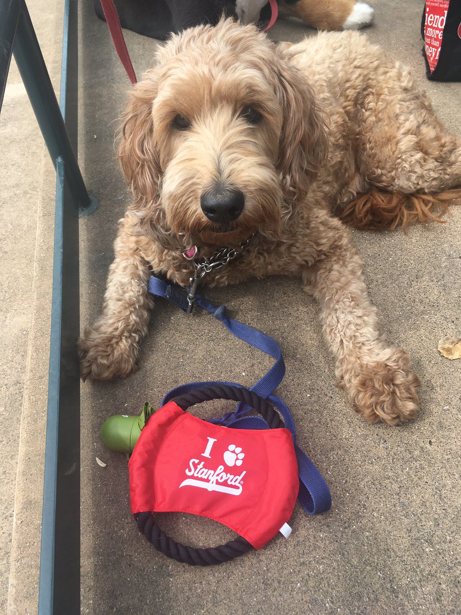 bobthronson's tweet photo. Bark in the Park at Sunken Diamond!  #GoStanford https://t.co/QKUdrNQfPv