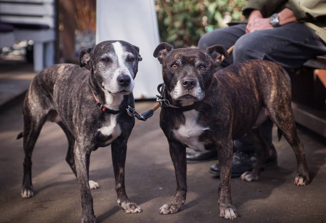 mod_dog_train's tweet photo. Some of the lovely dogs from todays @alldogsmatter walk and brunch at @edinborocastlepub in Camden 💕🐾
#rescuedog #rescuedogsofinstagram #fosterdog #dogcharity #dogphotography #dogphoto #dogsoflondon #londonphotographer #londondogsofinstagram #camdentown #regentspark #dogs #dog https://t.co/A0KLIuhK1I