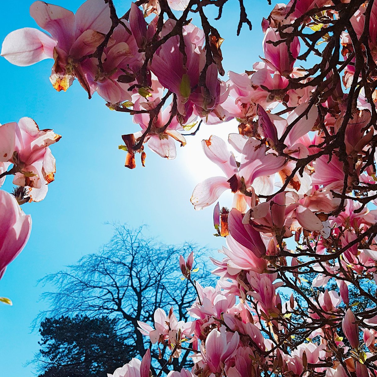 ASensitive_Soul's tweet photo. Beautiful magnolia from today 💕🌸#blossom #spring https://t.co/4uxeOxgfC4