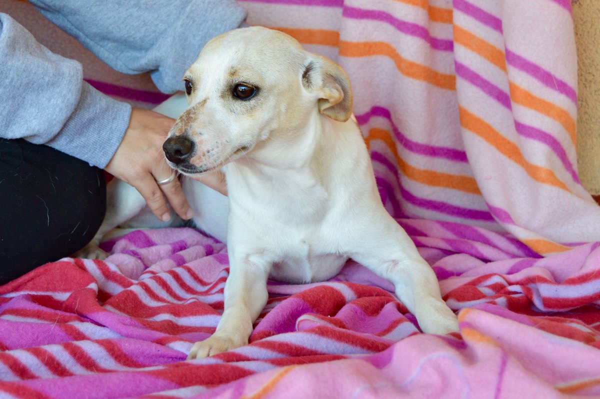 protemalaga's tweet photo. OMEGA
Esta pequeña fue encontrada con su hermana junto a la carretera, corriendo mucho peligro. Es muy cariñosa, dulce y juguetona, le encanta estar en brazos, recibir mimos y dar muchos besitos. Busca un hogar donde la traten como a una más. +info cachorros@protectoramalaga.com https://t.co/sjFRZgngYr