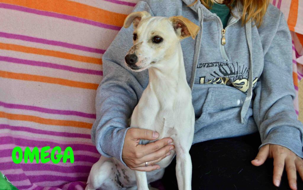 protemalaga's tweet photo. OMEGA
Esta pequeña fue encontrada con su hermana junto a la carretera, corriendo mucho peligro. Es muy cariñosa, dulce y juguetona, le encanta estar en brazos, recibir mimos y dar muchos besitos. Busca un hogar donde la traten como a una más. +info cachorros@protectoramalaga.com https://t.co/sjFRZgngYr