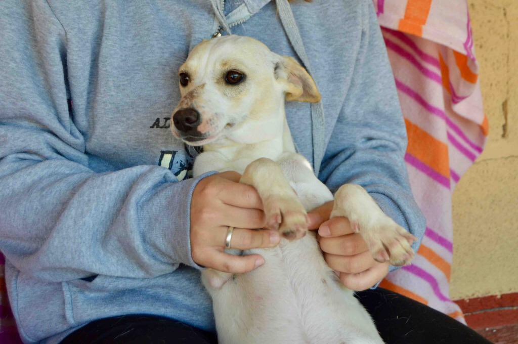 protemalaga's tweet photo. OMEGA
Esta pequeña fue encontrada con su hermana junto a la carretera, corriendo mucho peligro. Es muy cariñosa, dulce y juguetona, le encanta estar en brazos, recibir mimos y dar muchos besitos. Busca un hogar donde la traten como a una más. +info cachorros@protectoramalaga.com https://t.co/sjFRZgngYr