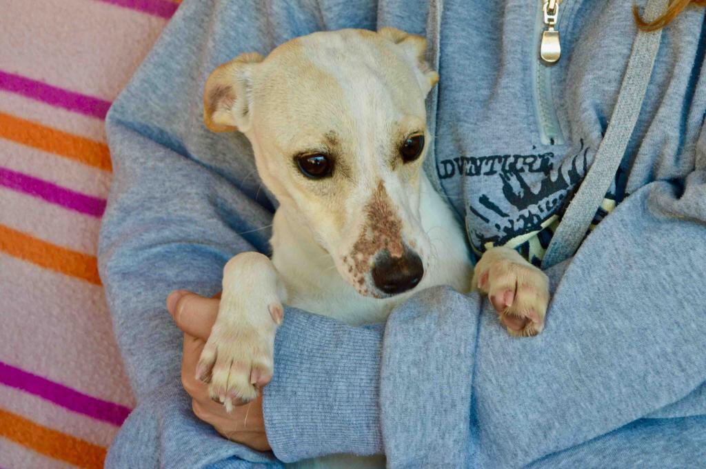 protemalaga's tweet photo. OMEGA
Esta pequeña fue encontrada con su hermana junto a la carretera, corriendo mucho peligro. Es muy cariñosa, dulce y juguetona, le encanta estar en brazos, recibir mimos y dar muchos besitos. Busca un hogar donde la traten como a una más. +info cachorros@protectoramalaga.com https://t.co/sjFRZgngYr