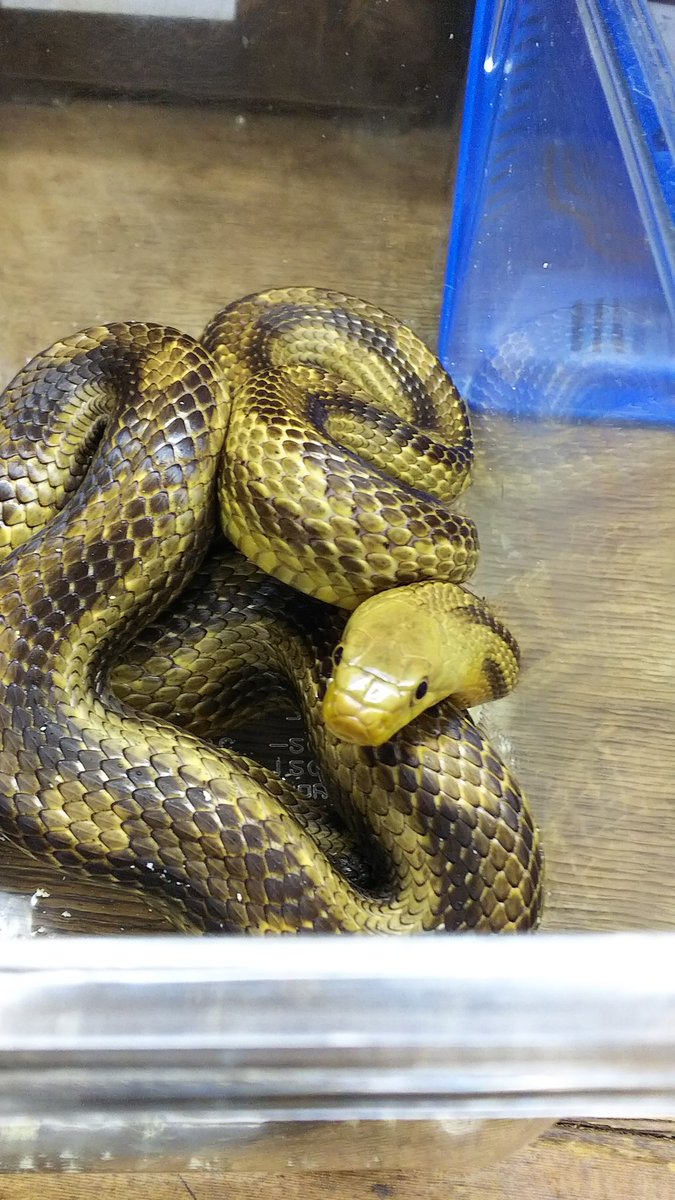 爬虫類・両生類専門店レプティリカス on X